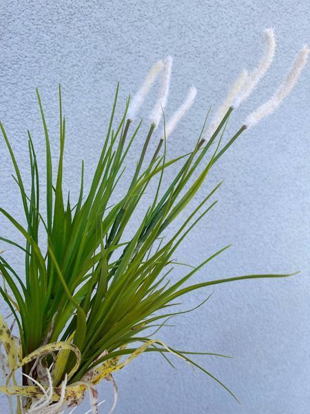 Очерет 1232 фото