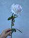Троянда гелева  1411 фото 16