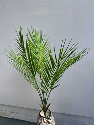 Пальма  1626 фото