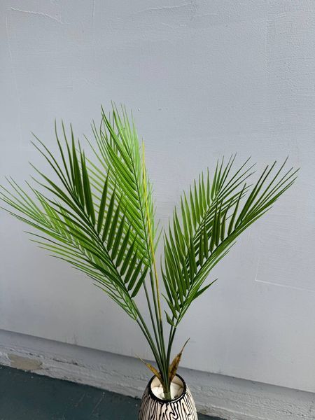 Пальма  1626 фото